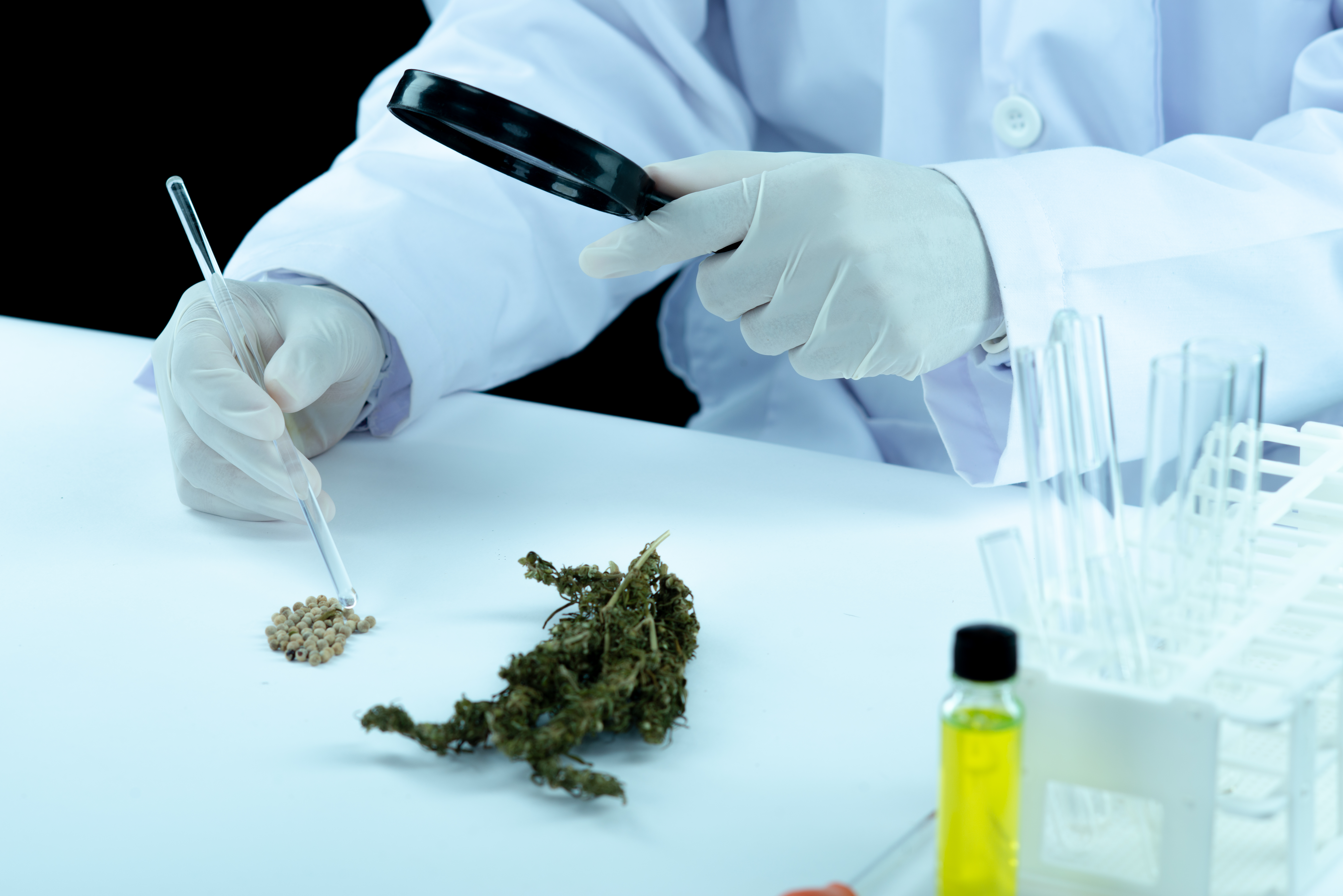busqueda variedades cannabis medicinal