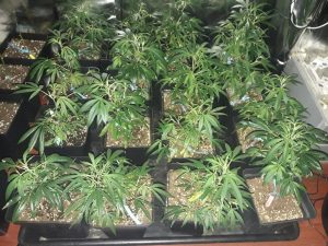 clones variedad cannabis Amo