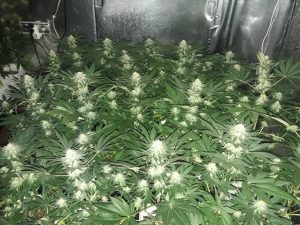 variedad de semilla marihuana Critical Euskal Bilbo 40 días de floración