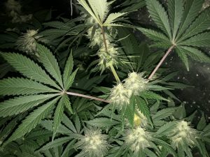 variedad de semilla marihuana Critical Euskal Bilbo 40 días de floración