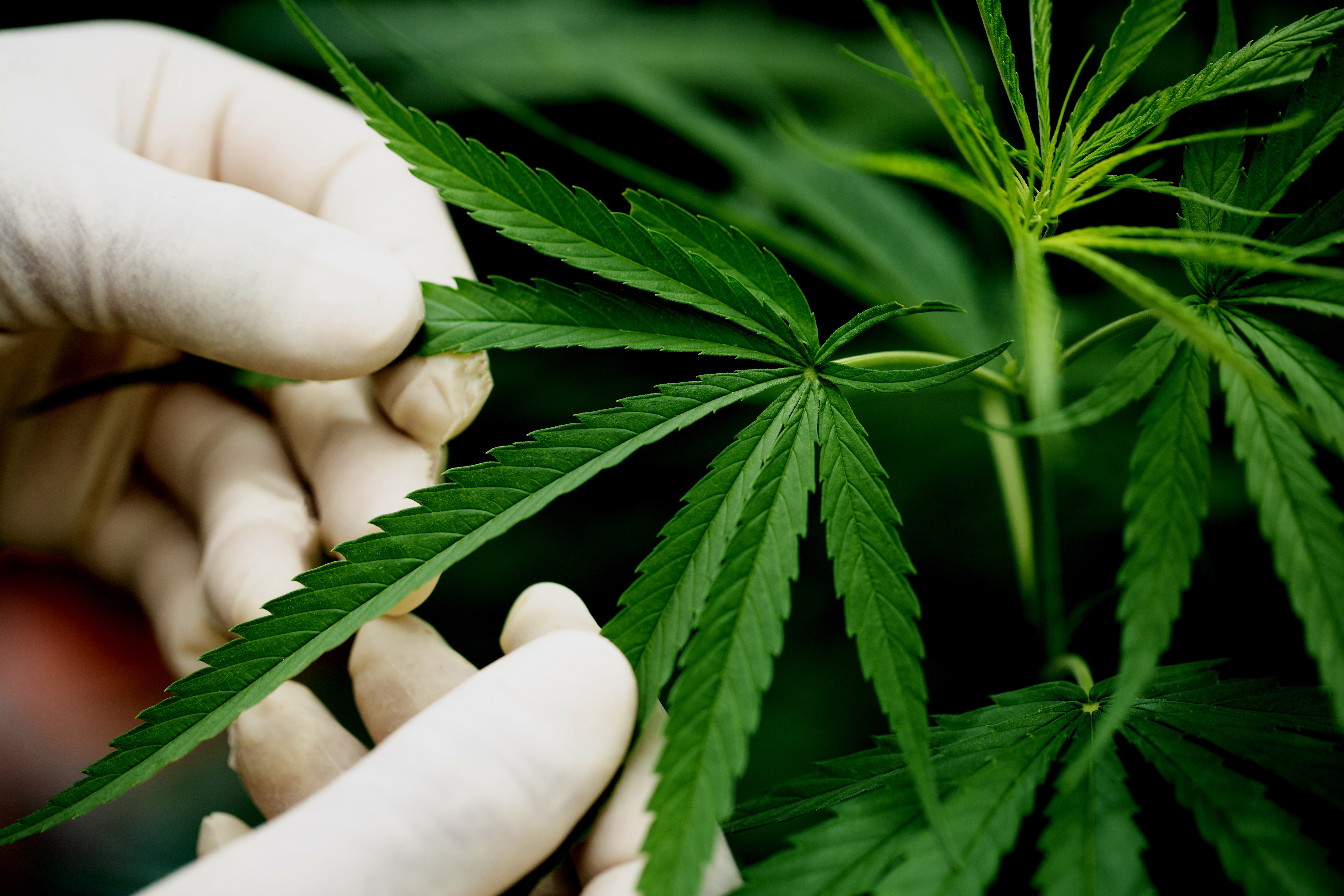 seguimiento cultivo cannabis con fines I+D