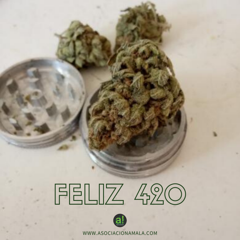 celebracion dia 420