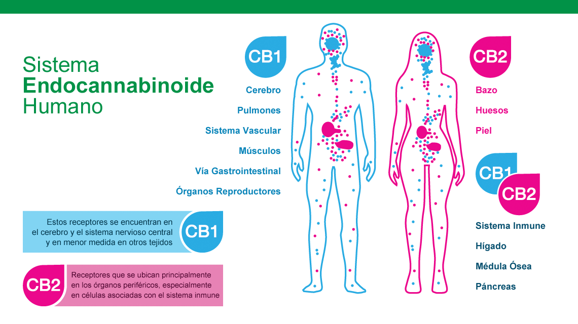 Sistema Endocannabinoide Y Patologías Que El Cannabis Puede Tratar ...