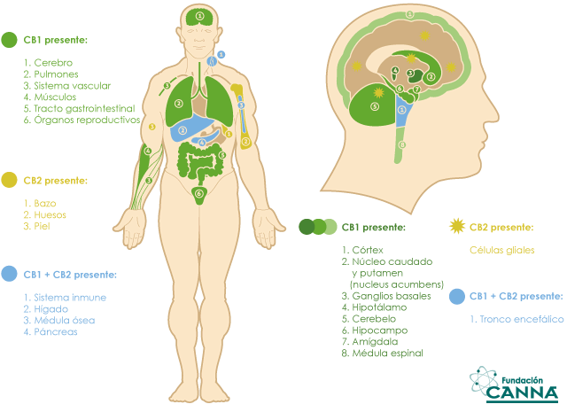 sistemaendocannabinoide